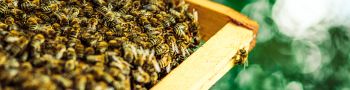 Avoir des abeilles en bonne santé